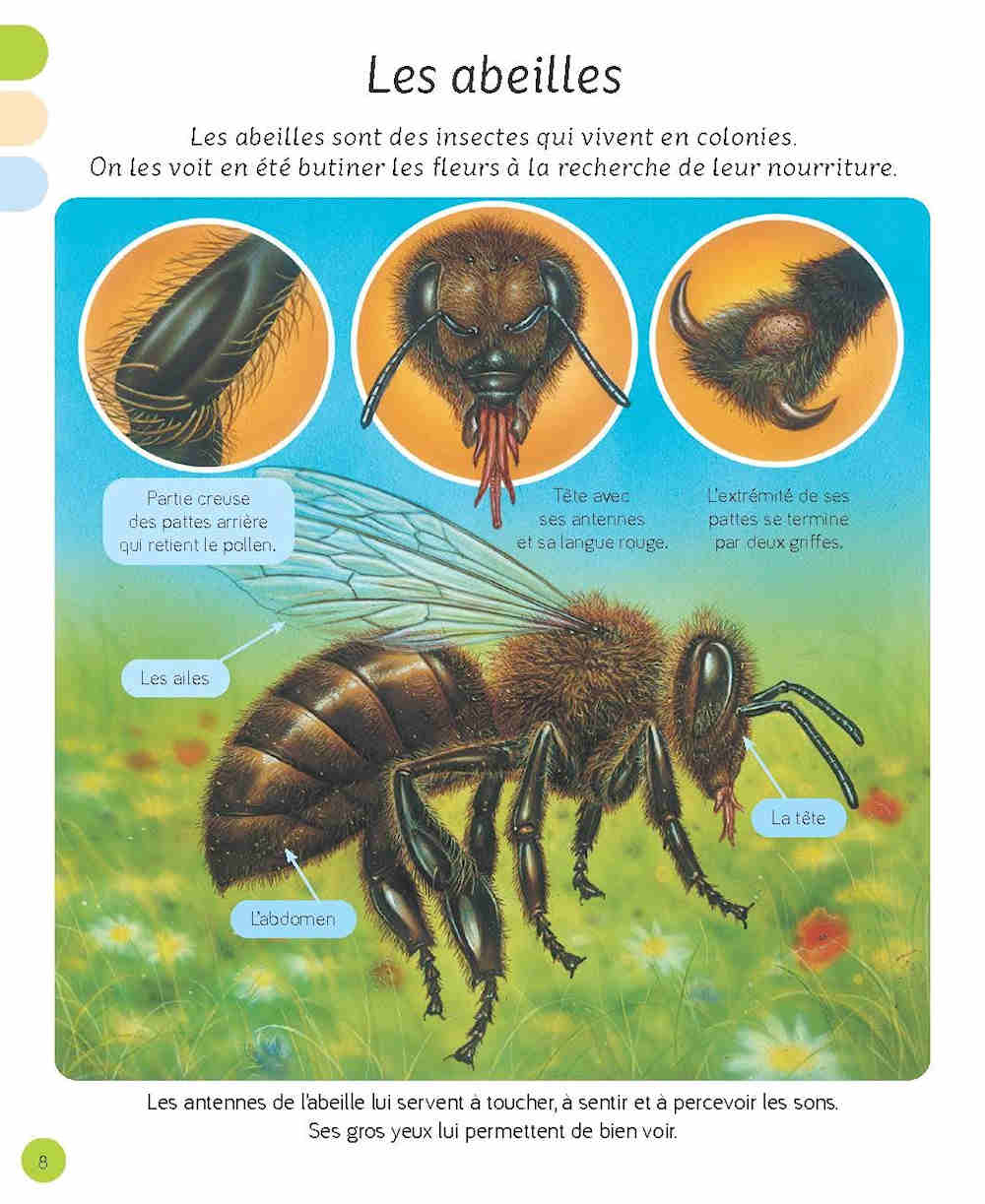 L'Imagerie - Les petites bêtes Sample Page - Les abeilles.