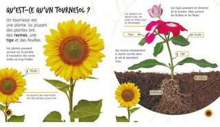 De la graine au tournesol sample page