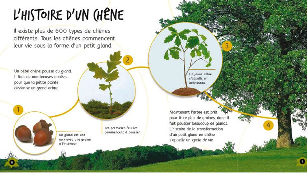 Du gland au chêne  Sample page chestnut and tree - L'Histoire d'un chêne