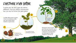 Du gland au chêne  Sample page chestnut