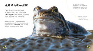 Du têtard à la grenouille - Sample page about a frog