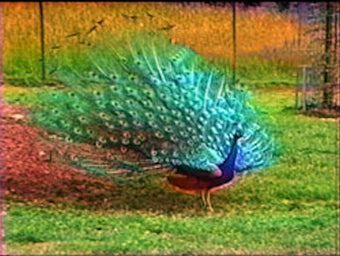 Les animaux du monde DVD