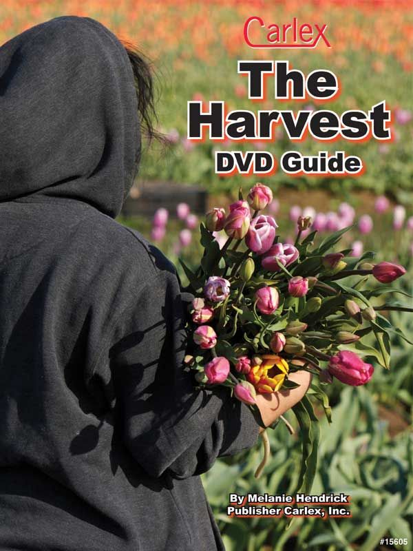 La Cosecha - The Harvest - DVD Guide | Foreign Language and ESL Books and Games